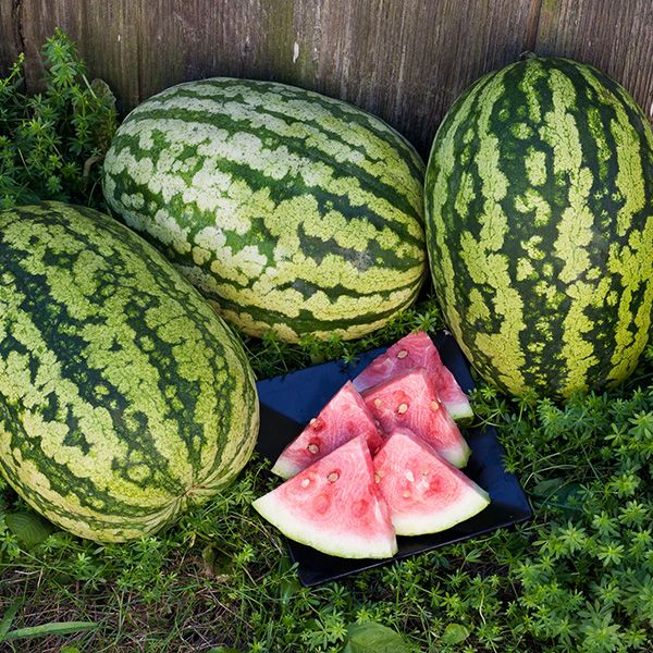 organic klondike blue ribbon heirloom watermelon