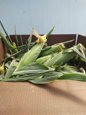 Organic Sweet Corn 30lb case