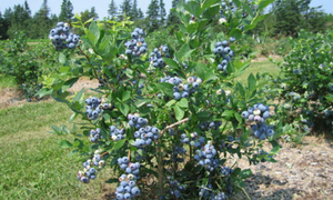 Patriot Blueberry (not organic)